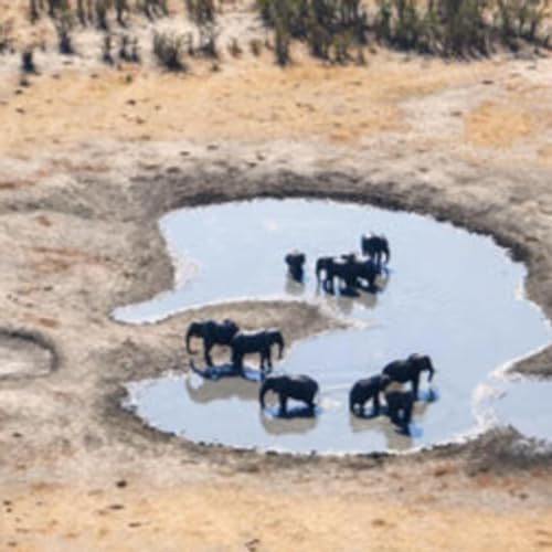 La vida en el Waterhole. El pozo de agua en Africa