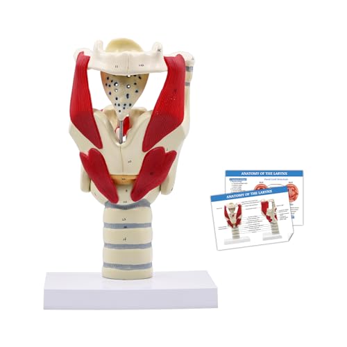 Image of JNMFTD 3X Larynx Function Anatomy Model, Enlarged Human Pharynx Model Throat Muscle Cartilage Glottis Laryngeal Prominence Movable with Labeled Number Product Manual Card for Medical Education Study