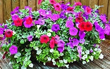 Semi frais - Petunia Dwarf Mix - 50 semi - Petunia Hybrida Nana - Adatto per contenitori:Graines