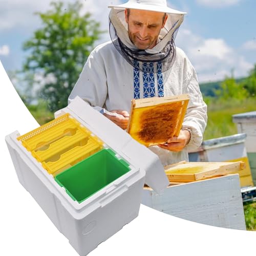 Ruche d'élevage d'abeilles en mousse pour accouplement de reines