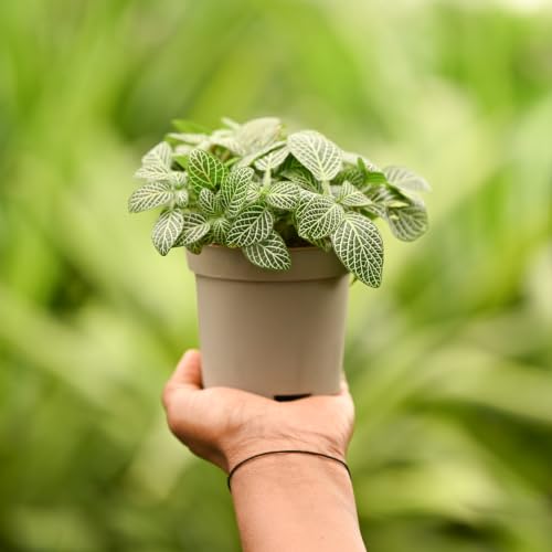 Image of UGAOO Combo of 3 Indoor Live Plants for Home Decor with Pot - Golden Money Plant,Fittonia Green,Jade Mini