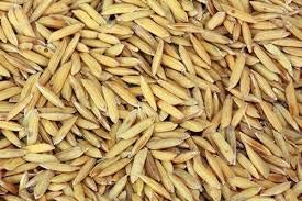 Rice Paddy for love birds/bird food/dry bird food (900 gm) (B07XCTWQZ4) Amazon Price History, Amazon Price Tracker