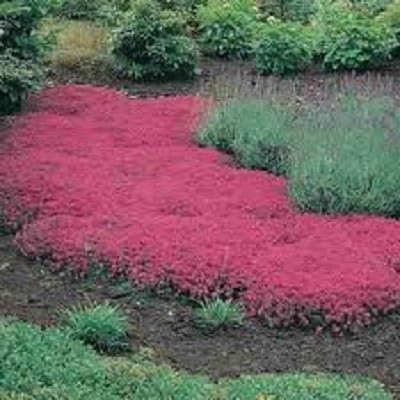 Las semillas de flor de tomillo rastrero semillas o semillas de berro de roca azul - Perenne Planta cubierta decoración de jardín de flores 40pcs AA