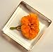 38mm Real French Marigold Flower in Crystal Clear Lucite Resin Specimen Botanist Herb Herbarium Tagetes Patula Collection for Botany Science Education & Desk Ornament Display Small Paperweight