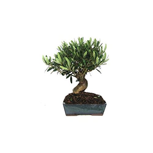 PLANETA HUERTO | Bonsái Olea Europaea 9 Años – Olivo en Miniatura, Tronco Retorcido y Follaje Perenne, Perfecto para Interior y Exterior