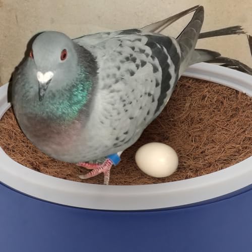 Image of Yardwe 6Pcs Pigeon Nest Bowls with Coconut Fiber Mats Plastic Bird Nest for Pigeons Small Birds 9 44 Inch Diameter Ideal for Breeding and Roosting