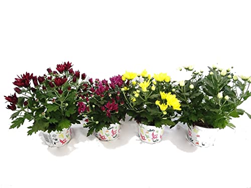 Crisantemo Pack de 4 Unidades de Crisantemos o Chrysanthemum con Flores Margaritas