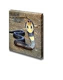 Canvas Prints Wall Art - Closeup Photograph of a Cobra Snake | Modern Wall Decor/Home Art Stretched Gallery Canvas Wrap Giclee Print & Ready to Hang - 12' x 12'