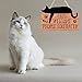 Funny Cat Welcome Sign for Front Door Cats Welcome People Tolerated Wooden Decor Black Cat Wall Decor Catio Accessories for Home Cat Gifts for Cat Lovers Women Lady Black Cat Decor for Home
