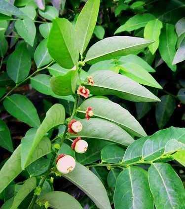 Bharat Herbs Care androgynus sappling plant, multivitamin plant, star gooseberry (1 Healthy Live Plant On Poly bag) (B08JKSZQJQ) Amazon Price History, Amazon Price Tracker