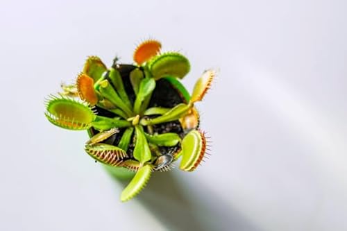 Venus Flytrap : germez, grandissez, fleurissez. Découvrez la magie carnivore dans votre maison !