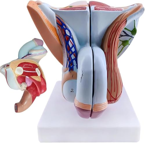 Modèle d'organe génital masculin conçu pour la démonstration médicale éducative médicale