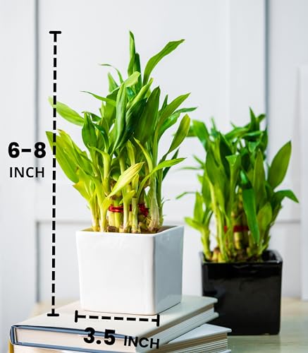 Image of Nurturing Green Good Luck Plant For Gift - Lucky Bamboo Combo (2 Layer) in Black & White Ceramic Pots | Eco Friendly Gifts | Gifts for Anniversary | Couple Gifts