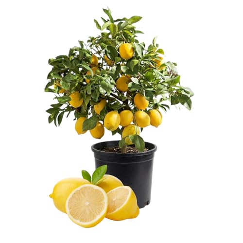 Meyer Lemon Tree Live Plant in 3 Gallon Pot Fruit-Bearing Citrus Tree High-Yielding Fast-Growing Tropical Fruit Plant for Outdoor Garden
