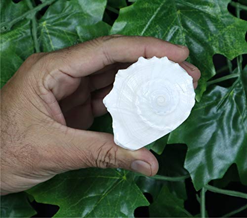 ASHIRWAD Dakshinavarti Original Shankh Valampuri Sangu Lakshmi Shankh Muschel (15,2 cm)