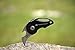 True Utility BeerHunter Lock Knife