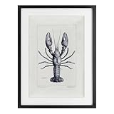 Stupell Industries Scientific Lobster Specimen Black Framed Print Under Glass, design by Tina Higgins Designs Inc., 23 x 17