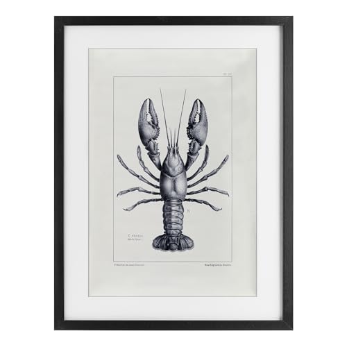 Stupell Industries Scientific Lobster Specimen Black Framed Print Under Glass, design by Tina Higgins Designs Inc., 23 x 17
