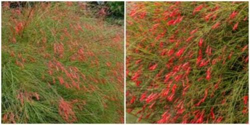 1 Firecracker Live Plant - Russelia equisetiformis 7" Tall Gallon Size