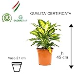 Zoom IMG-2 bonplants dieffenbachia camilla pianta vera Zoom IMG-2 bonplants dieffenbachia camilla pianta vera