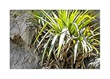 Pcs - 10x Tillandsia Secunda Broméliacées Jardin Plantes - Graines ID630 - Seeds & Plants Shop by Ipsa
