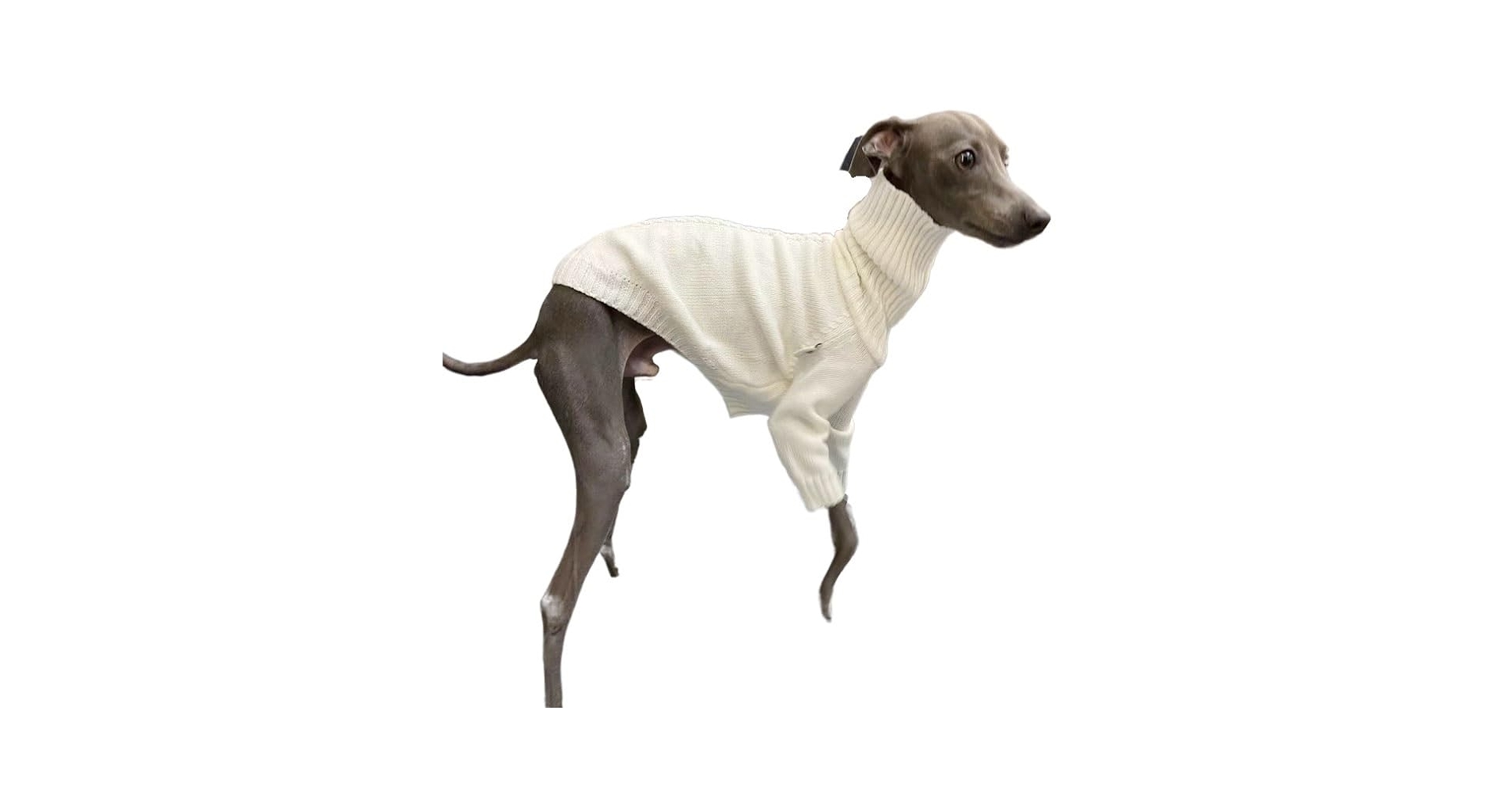 Amazon.co.jp: VOODUE 犬コート イタリアン グレーハウンド