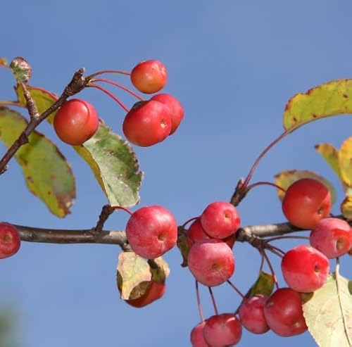 Siberian Crab Apple 10 Seeds For Planting Siberian Crab Manchurian Crab Apple Malus Baccata #TOP24