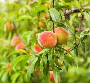 Etechondra 648526 Pfirsichfruchtsamen Rot 50 Stück