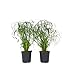 Produktbild Plant in a Box - Cyperus alternifolius - 4er Set - Schirmblättriger Papyrus - Topf 14cm - Höhe 40-50cm