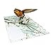 Amazing Birds - 3D Pop Up Greeting Card For All Occasions - Love, Birthday, Christmas, Goodluck, Congrats, Get Well - Blank Inside for Personalized - Thick Envelope, Fold Flat (American Robin)
