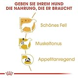 Royal Canin Poodle Adult | 4er Pack | 4 x 12 x 85 g | Nassfutter für ausgewachsene Pudel | Zur Unterstützung des Fells | Optimale tägliche Ernährung | Ab dem 10. Lebensmonat