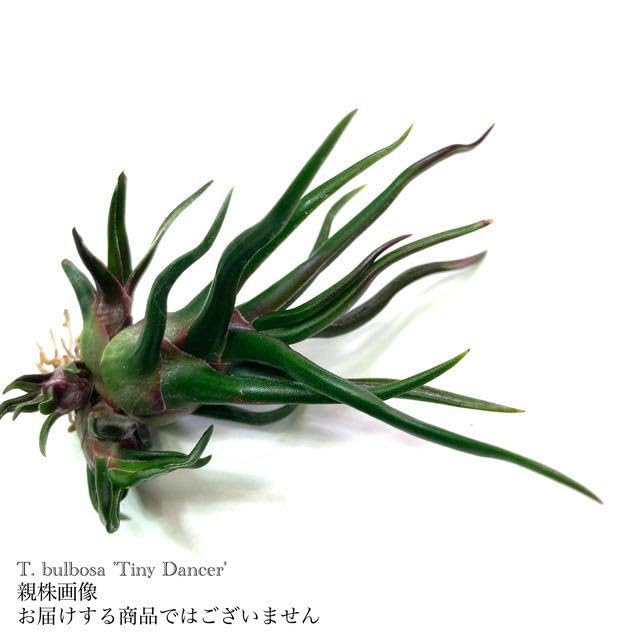 【訳あり】ブルボーサ　タイニーダンサー　Bulbosa tiny dancer Amazon.co.jp: (現品) チランジア ブルボーサ 'タイニーダンサー