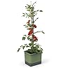 Tom Tomato – tomatpot – 4,5 L watertank irrigatiesysteem – klimhulp – bevestigingshaken – 20 L grondvolume – klimplanten…