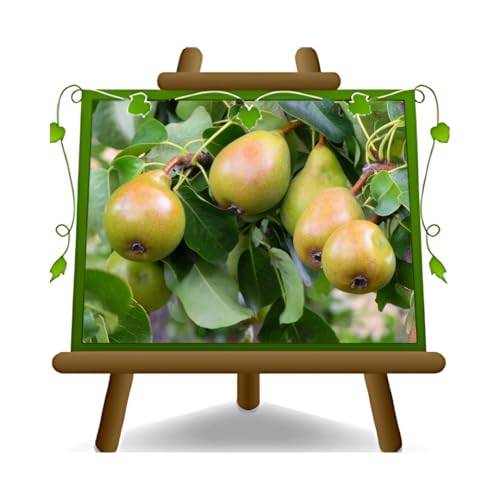 EURO PLANTS VIVAI Poirier Spina Carpi plante fruitière en pot 20 cm hauteur 150-170 cm - Âge 2 ans