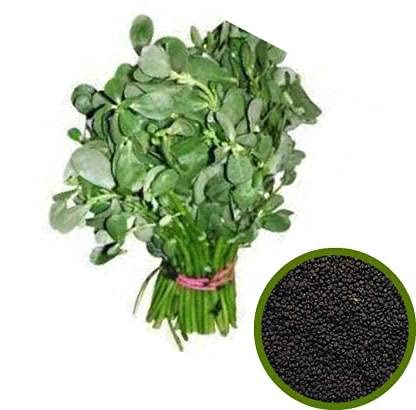 MyOwnGarden Natural Purslane Spinach Seeds (Pack of 2) (B094X3ZVJL) Amazon Price History, Amazon Price Tracker