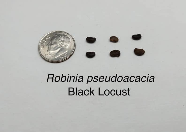 Miniatura 6 de 1-1000 semillas de acacia falsas de langosta negra y amarilla Robinia Pseudoacacia 0147 (más de 25 semillas)