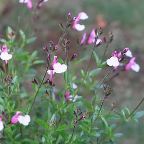 Semillas de salvia, Salvia greggii, raras semillas de variedades antiguas balcón resistentes al aire libre cobertura del suelo regalos para los amantes la 350pcs