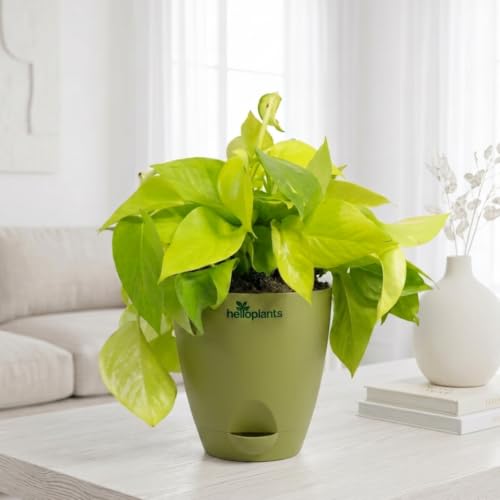 Image of Golden Money Plant Air Purifying Indoor Live Plant Trailing Golden Pothos Vine in a 4-Inch Self-Watering Matte Green Pot