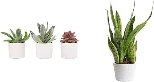 Vista 25 de Plants for Pets Suculentas (paquete de 3), plantas suculentas vivas en macetas blancas, mini plantas suculentas, regalos únicos de jardinería
