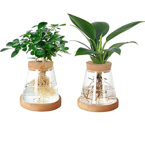 Plant Propagation Terrarium, 2Pcs Clear Plant Cuttings Holder Desktop Plant Glass Vase Pot Flower Vase Jar with Wooden Lid and Bamboo Stand for Growing Hydroponic Plants