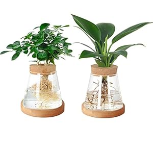 Pflanzenvermehrung Terrarium, 2Pcs Clear Plant Cuttings Holder Desktop Pflanze Glas Vase Topf Blumenvase Glas mit Holzdeckel und Bambus Stand für den Anbau von Hydroponik-Pflanzen