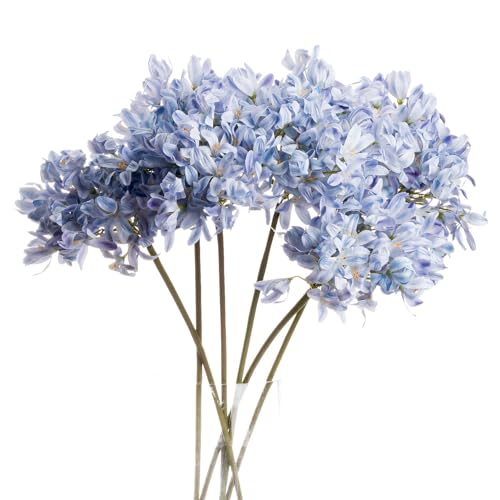 Image of The Recipe Light Blue Large Headed Agapanthus
