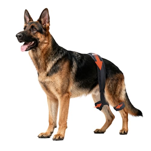 Yinchogee Dog Hip Brace for Hip Dysplasia Adjustable Dog Hip Support Brace with Targeted Compression Stabilizes Joints Relieves Pain from Arthritis XL