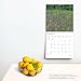 Georgia Wild & Scenic | 2025 12 x 24 Inch Monthly Square Wall Calendar | Plastic-Free | BrownTrout | USA Southeast State Nature Savannah Golf