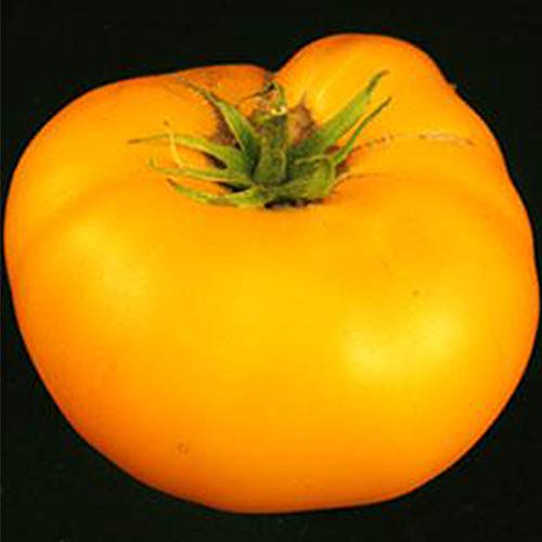 Organic Brandywine Yellow Tomato Seeds image