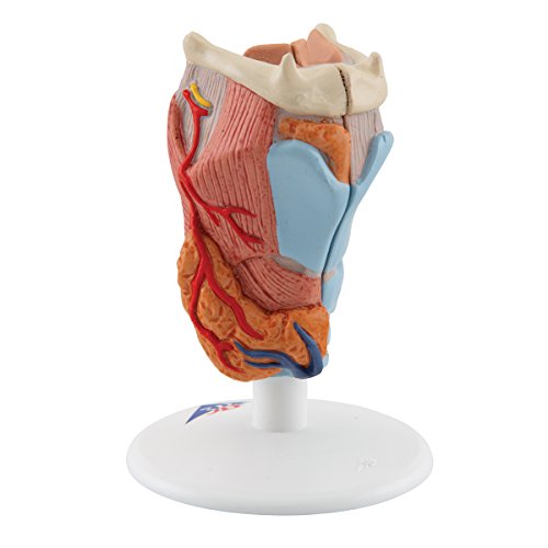 Image of 3B Scientific G22 Larynx 2-Part - 3B Smart Anatomy