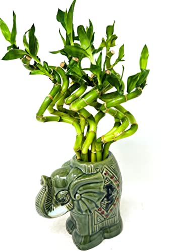 Jm Bamboo Live Lucky Bamboo Spiral Bundle 'Elephant Center Piece' Ceramic Vase cover