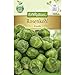 Produktbild Chrestensen Rosenkohl 'Rosella' mittelfrühe Sorte