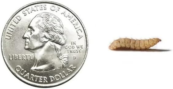 100 Large CalciGrubs Live Feeder Insect, Nutritious Staple Feed for Reptiles, Chickens, Geckos, Chameleons No Need to Dust, Black Soldier Fly