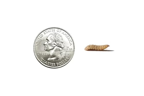 CalciGrubs Live Feeder Insect for Reptiles & Birds